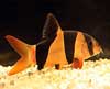 Corydoras panda, Panda-Panzerwels