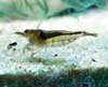 Malawa Shrimps, Sulawesi Inlandsgarnele